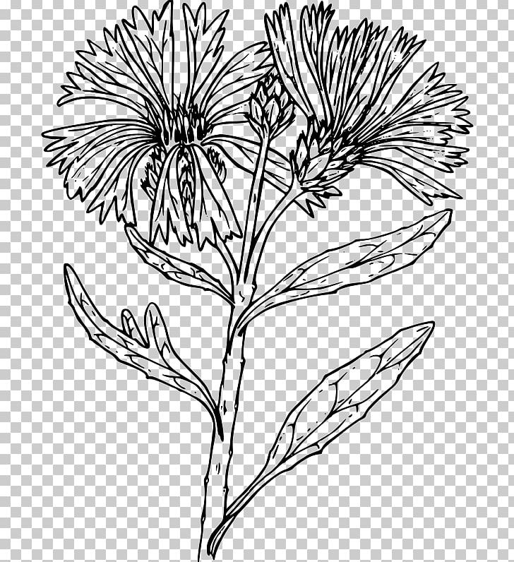 Line Art Flower Drawing PNG, Clipart, Artwork, Black And White, Branch, Centaurea Diffusa, Coloring Book Free PNG Download