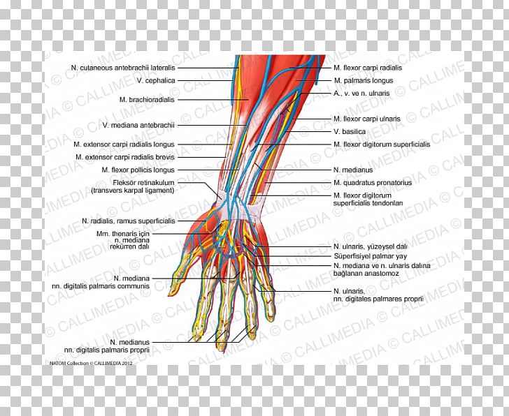 Forearm Radial Nerve Human Anatomy PNG, Clipart, Anatomy, Anterior, Area, Arm, Damarlar Free PNG Download