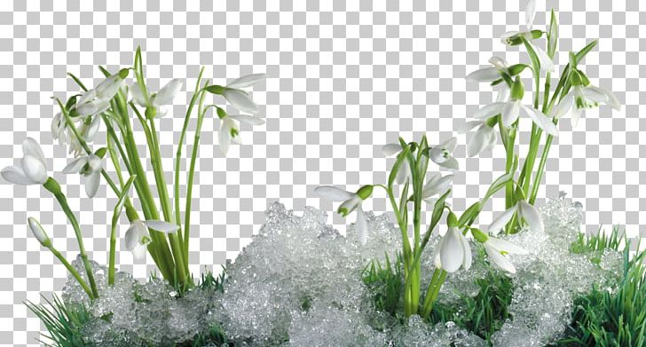 Galanthus Nivalis Perce-neige Snow Flower Winter PNG, Clipart, Aquarium Decor, Cold, Computer Wallpaper, Flower, Galanthus Nivalis Free PNG Download