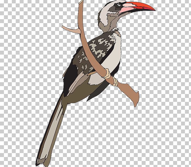 Indian Grey Hornbill Bird Great Hornbill PNG, Clipart, African Grey Hornbill, Animaatio, Animals, Art, Beak Free PNG Download