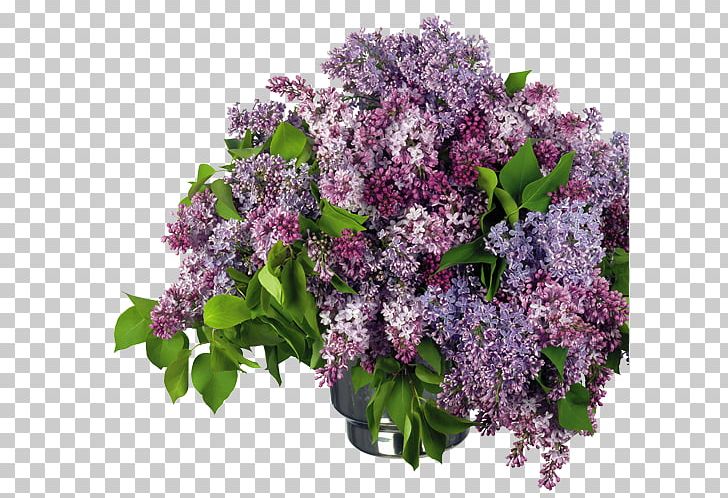Lilac PNG, Clipart, Annual Plant, Background, Bouquet, Color, Cut Flowers Free PNG Download