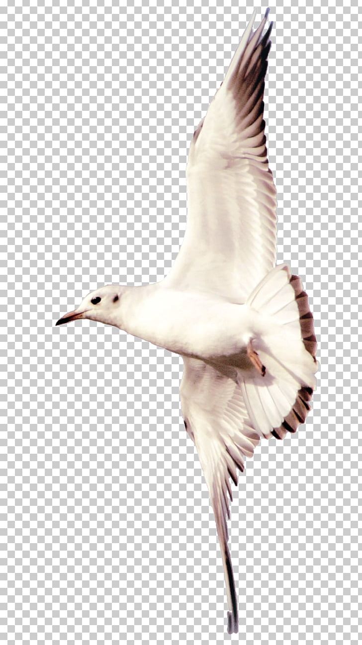Shorebirds Gulls European Herring Gull Duck PNG, Clipart, Anatidae, Animals, Art, Beak, Bird Free PNG Download