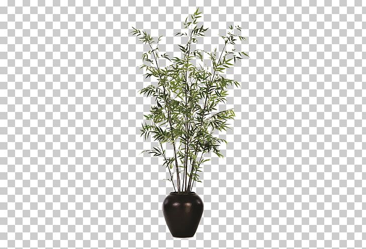 Flowerpot Bamboo Houseplant Weeping Fig PNG, Clipart, Background Black, Bambo, Black, Black Background, Black Hair Free PNG Download