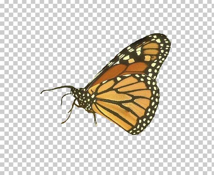 Monarch Butterfly Insect Symbol Inachis Io PNG, Clipart, Animal, Arthropod, Brush Footed Butterfly, Butterflies And Moths, Butterfly Free PNG Download