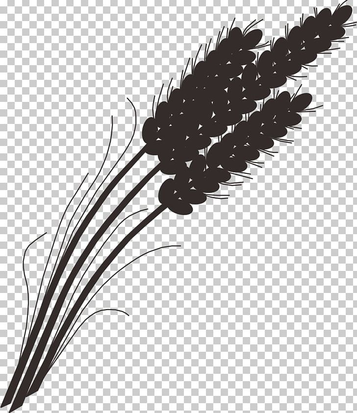 Rice Gadu Barley Wheat Paddy Field PNG, Clipart, Barley, Black And White, Cereal, Euclidean Vector, Feather Free PNG Download