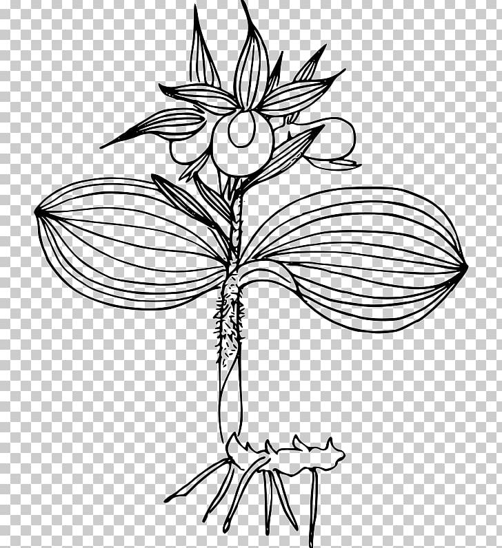 Floral Design PNG, Clipart, Black And White, Branch, Computer Icons, Cut Flowers, Download Free PNG Download