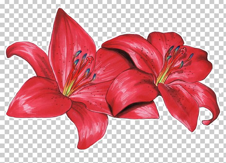 Flower Drawing Lilium Philadelphicum Olsikowa PNG, Clipart, Amaryllis Belladonna, Animation, Art, Cut Flowers, Deviantart Free PNG Download