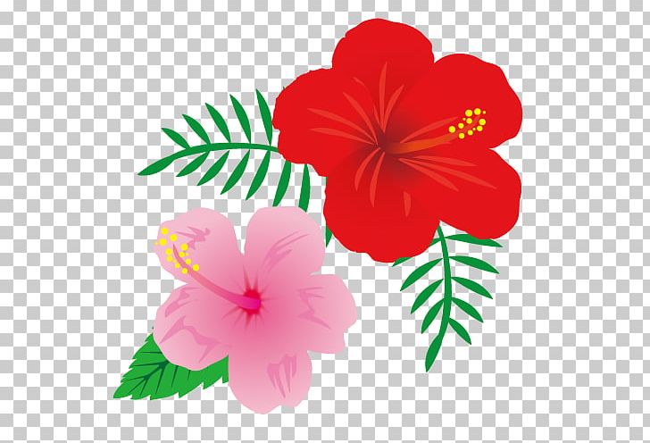 Hibiscus Annual Plant Magenta Herbaceous Plant PNG, Clipart, Annual Plant, Flower, Flowering Plant, Herbaceous Plant, Hibiscus Free PNG Download