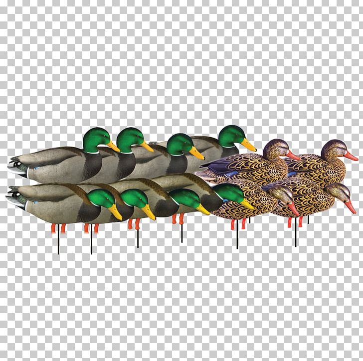 Mallard Duck Hunting Eurasian Teal Beak PNG, Clipart, Animal, Animals, Beak, Bird, Bluza Free PNG Download