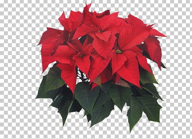 Poinsettia Flower Christmas Leaf Adidas PNG, Clipart, Adidas, Annual Plant, Autumn, Christmas, Factory Outlet Shop Free PNG Download