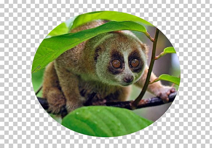 Primate Sunda Slow Loris Monkey Photography Animal PNG, Clipart, Animal, Animals, Fauna, Getty Images, Lemuriformes Free PNG Download