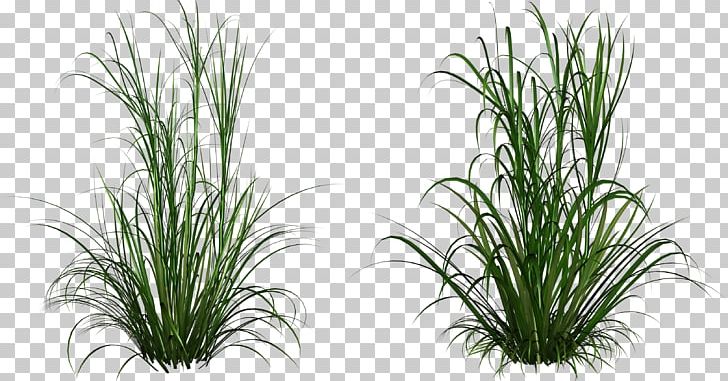 Ornamental Grass PNG, Clipart, Alpha Compositing, Ammophila, Aquarium Decor, Chrysopogon Zizanioides, Clip Art Free PNG Download