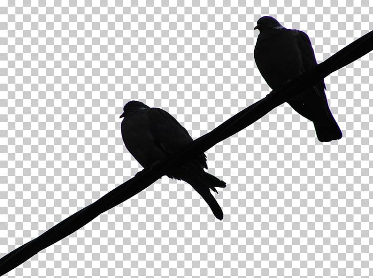 PhotoScape GIMP Slide Show PNG, Clipart, 2013, Beak, Bird, Branch, Contrast Free PNG Download