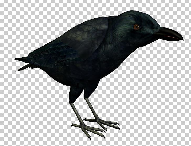 American Crow Rook New Caledonian Crow PNG, Clipart, Animal, Animals, Beak, Bird, Blackbird Free PNG Download