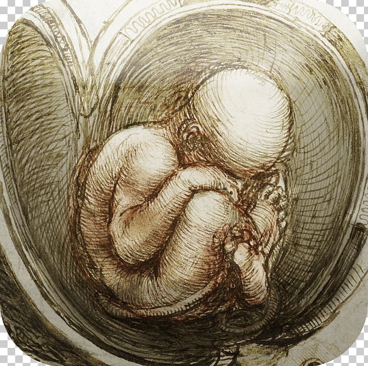 Anatomical Drawings Anatomy Studies Of The Fetus In The Womb Leonardo Da Vinci: The Mechanics Of Man PNG, Clipart, Anatomical, Anatomical Drawings, Anatomy, Art, Codex Atlanticus Free PNG Download