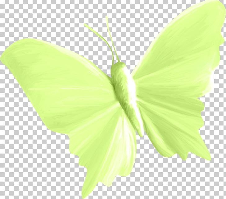 Butterfly Insect Paper Moth PNG, Clipart, Butterflies And Moths, Butterfly, Data Compression, Download, Green Free PNG Download