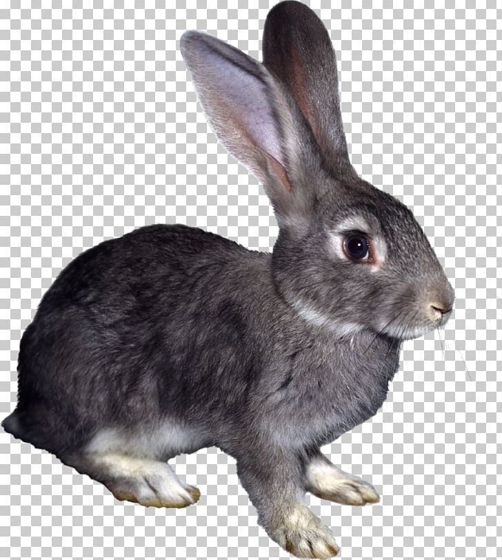 Hare Rabbit Myxomatosis PNG, Clipart, Animal, Animals, Chinese Zodiac, Domestic Rabbit, Ear Free PNG Download