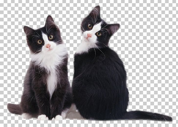 Kitten American Wirehair European Shorthair Whiskers Black Cat PNG, Clipart, Animal, Animals, Black Cat, Brazilian Shorthair, Carnivoran Free PNG Download