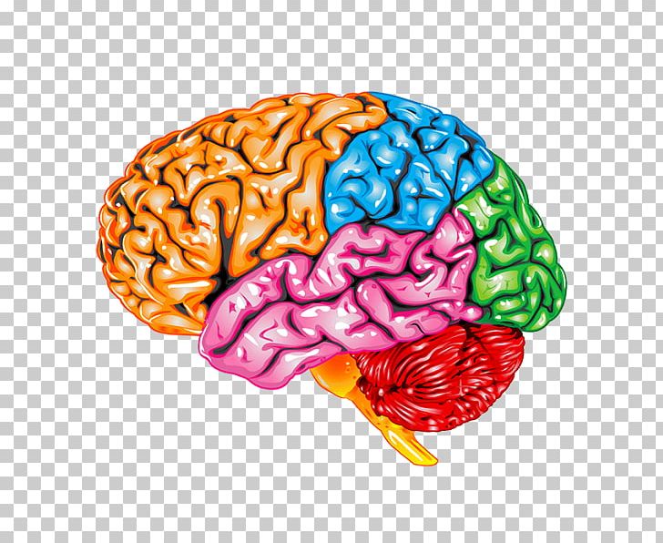 Occipital Lobe Lobes Of The Brain Parietal Lobe Frontal Lobe Temporal Lobe PNG, Clipart, Anatomy, Brain, Brain Anatomy, Cerebral Cortex, Cerebrum Free PNG Download