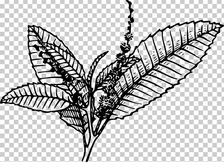 Tobacco Pipe Tobacco Plants PNG, Clipart, Artwork, Black And White, Butterfly, Chestnut, Chewing Tobacco Free PNG Download