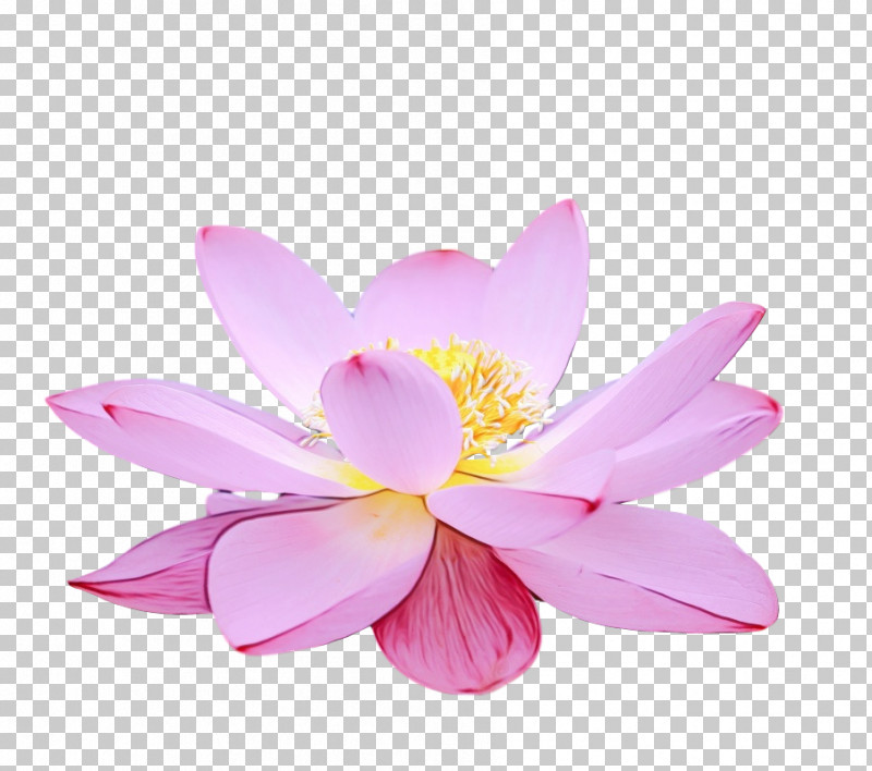Sacred Lotus Close-up Lotus-m PNG, Clipart, Closeup, Lotusm, Paint, Sacred Lotus, Watercolor Free PNG Download