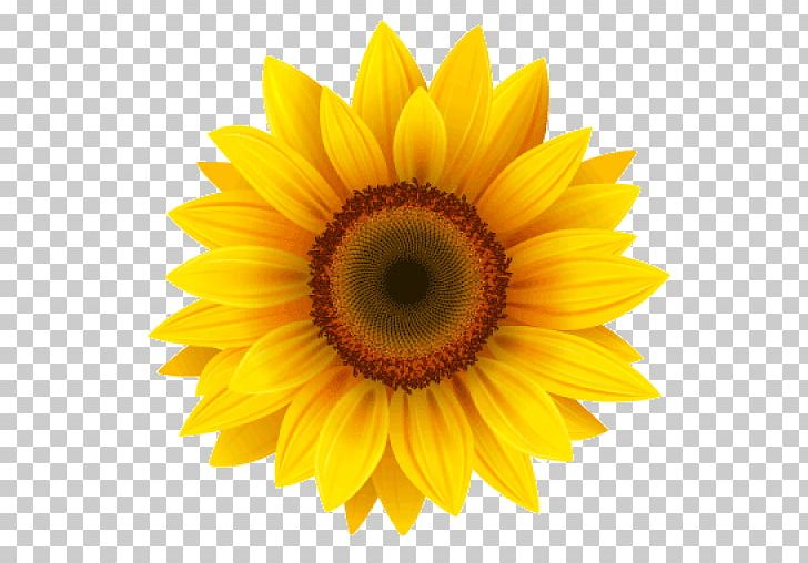 Portable Network Graphics Common Sunflower Transparency PNG, Clipart, Closeup, Common Sunflower, Computer Icons, Daisy Family, Dovme Free PNG Download