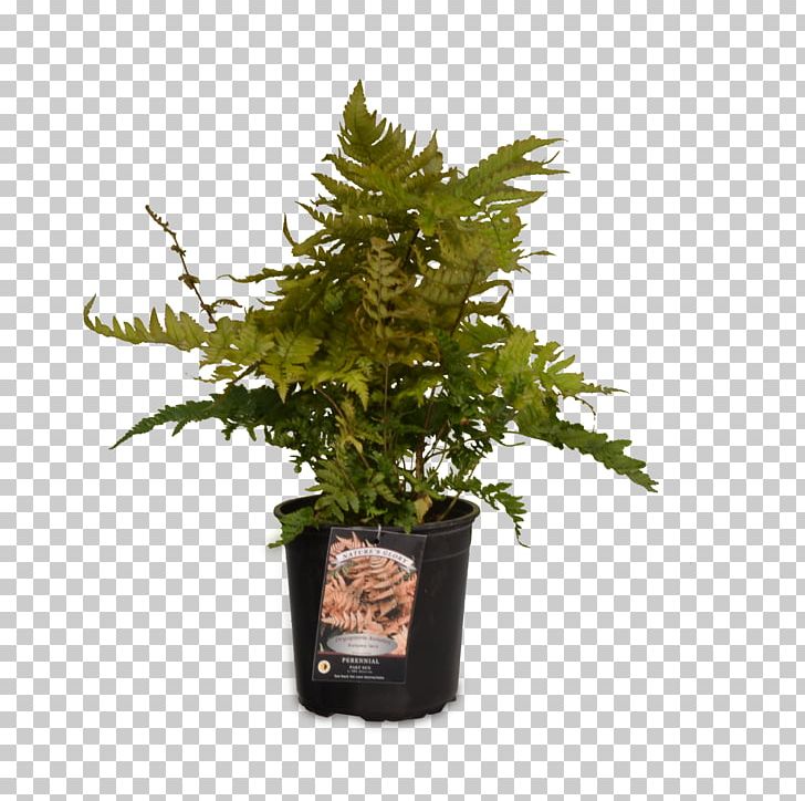Vascular Plant Devil's Ivy Fern Weeping Fig PNG, Clipart, Burknar, Devils Ivy, Dracaena, Fern, Ferns And Horsetails Free PNG Download
