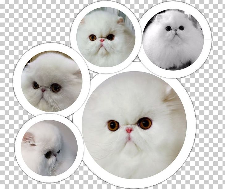 Whiskers Cat Snout Barnes & Noble PNG, Clipart, Animals, Barnes Noble, Button, Cat, Cat Like Mammal Free PNG Download