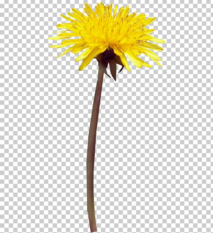 Yellow Flower PNG, Clipart, Cut Flowers, Daisy Family, Digital Image, Flower, Flowering Plant Free PNG Download