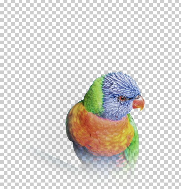 Budgerigar Video Beyond Clarity 4K Resolution High-definition Television PNG, Clipart, 4k Resolution, 1080p, Beak, Beyond Clarity, Bird Free PNG Download