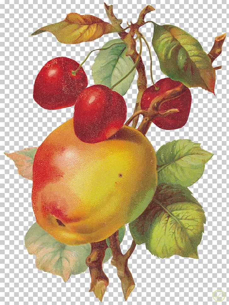 Fruit Painting PNG, Clipart, Apple, Apple Fruit, Art, Auglis, Berry Free PNG Download