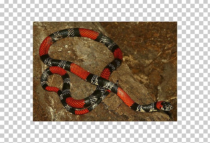 Boa Constrictor Kingsnakes Rattlesnake Colubrid Snakes PNG, Clipart, Animals, Boa Constrictor, Boas, Colubrid, Colubridae Free PNG Download