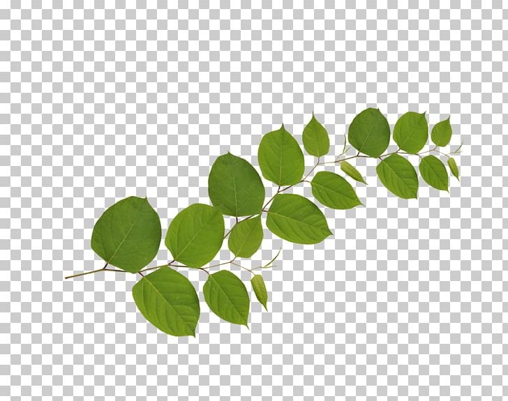 Branch Leaf Tree Flower Plant Stem PNG, Clipart, Branch, Chamomile, Coffee Tables, Flower, Flower Bouquet Free PNG Download
