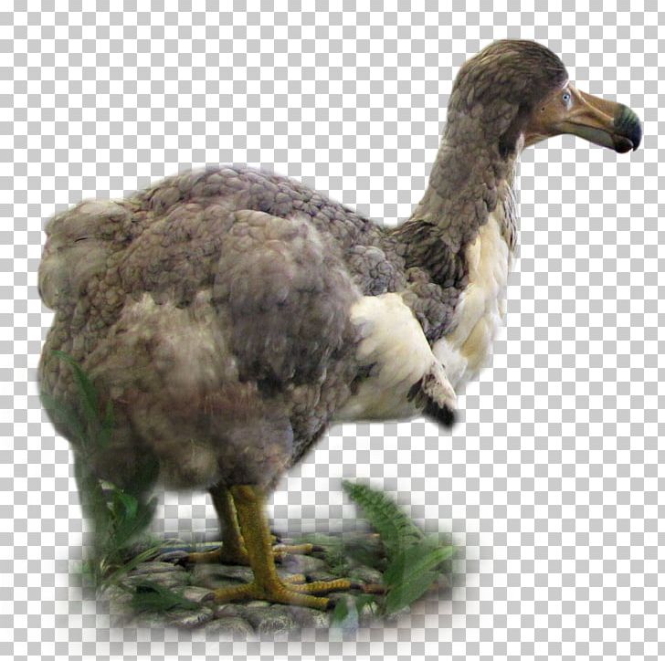 Dodo Montreal Biodome Cercles Des Jeunes Naturalistes (Les) Mauritius Island Biology PNG, Clipart, Beak, Biology, Bird, Canada, Dodo Free PNG Download