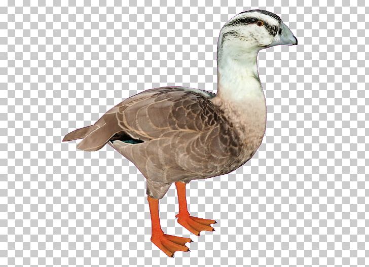 Mallard Goose Duck Bird Anseriformes PNG, Clipart, Anatidae, Animal, Animals, Anseriformes, Beak Free PNG Download
