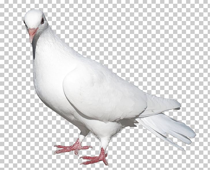 Domestic Pigeon Columbidae Bird Release Dove PNG, Clipart, Animals, Beak, Bird, Chicken, Columbidae Free PNG Download