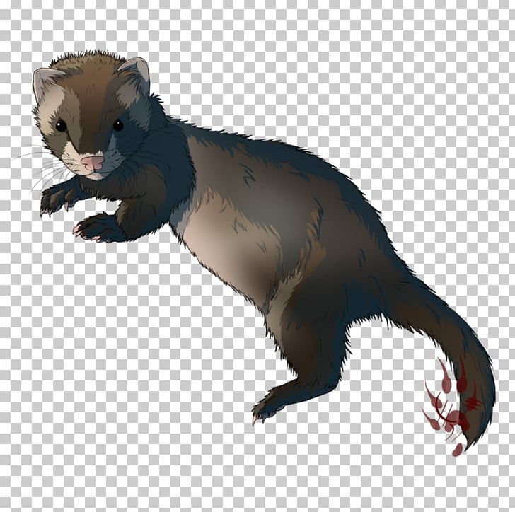 Ferret Marten Procyonidae Old World Cercopithecidae PNG, Clipart, Animal, Animals, Calamity, Carnivoran, Cercopithecidae Free PNG Download