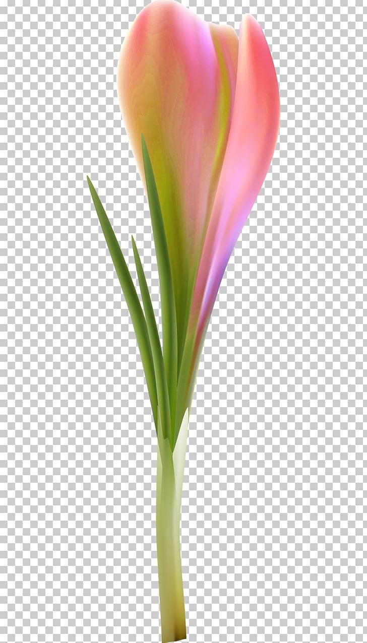 Petal Cut Flowers Flowerpot Plant Stem Close-up PNG, Clipart, Closeup, Close Up, Crocus, Cut Flowers, Flower Free PNG Download