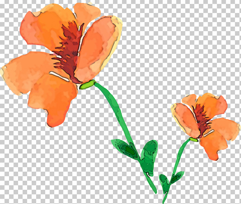 Orange PNG, Clipart, Cut Flowers, Flower, Orange, Pedicel, Petal Free PNG Download