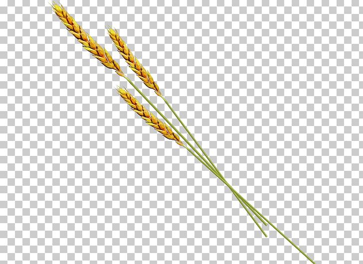 Emmer Einkorn Wheat Common Wheat Plant Stem PNG, Clipart, Commodity, Common Wheat, Einkorn Wheat, Emmer, Food Grain Free PNG Download