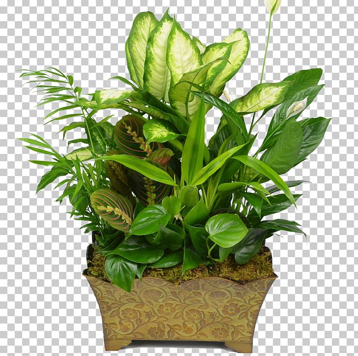 Floristry Flowerpot Houseplant Garden PNG, Clipart, Aquarium Decor, Aquatic Plant, Aquatic Plants, Container Garden, Evergreen Free PNG Download