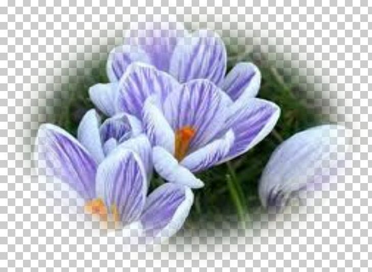 Flower Crocus Violet Plant Bulb PNG, Clipart, Bud, Bulb, Color, Crocus, Daffodil Free PNG Download