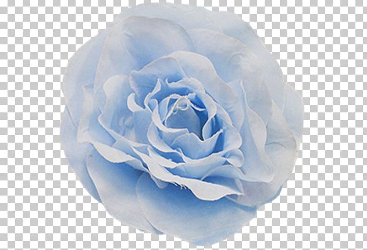 Centifolia Roses Blue Rose Garden Roses Floribunda Petal PNG, Clipart, Aqua, Baby Blue, Blue, Blue Rose, Centifolia Roses Free PNG Download