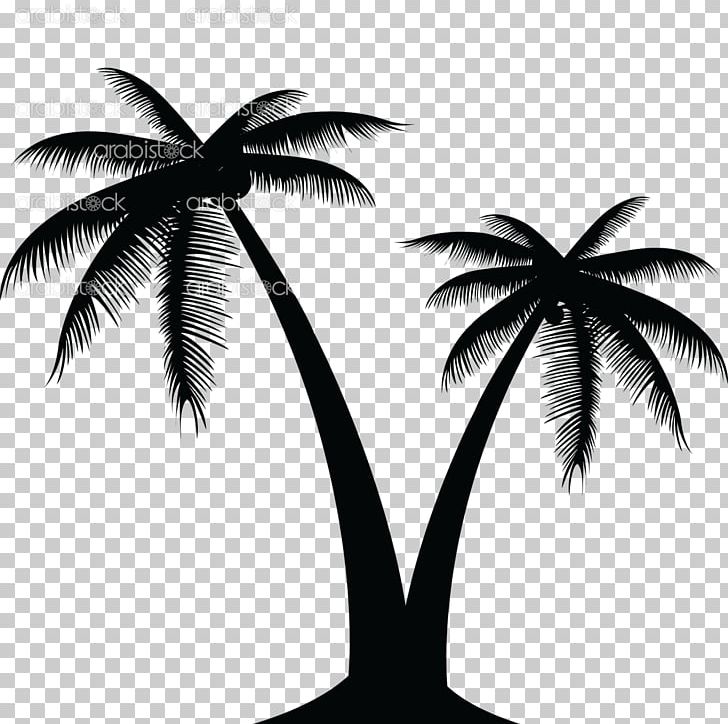 Coconut Graphics Portable Network Graphics Palm Trees PNG, Clipart, Arecales, Black And White, Coconut, Coconut Water, Flowering Plant Free PNG Download