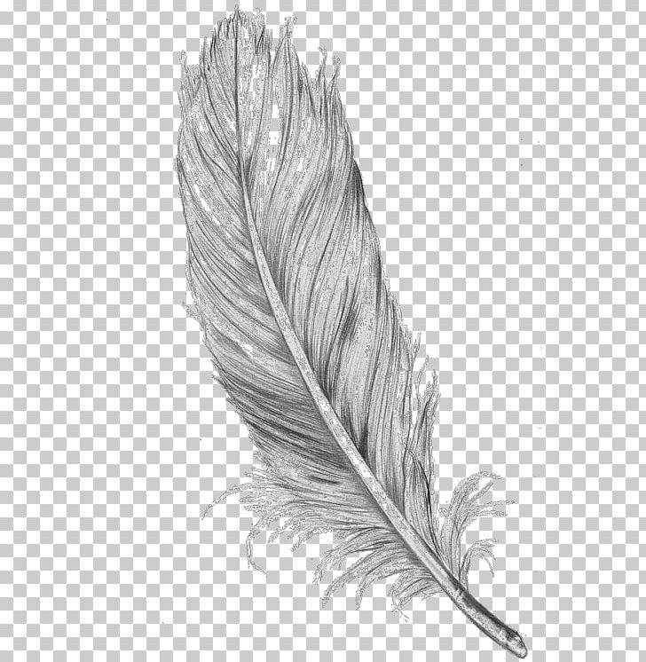 Bird Drawing Feather Line Art PNG, Clipart, Animals, Art, Art Museum, Bird, Black And White Free PNG Download