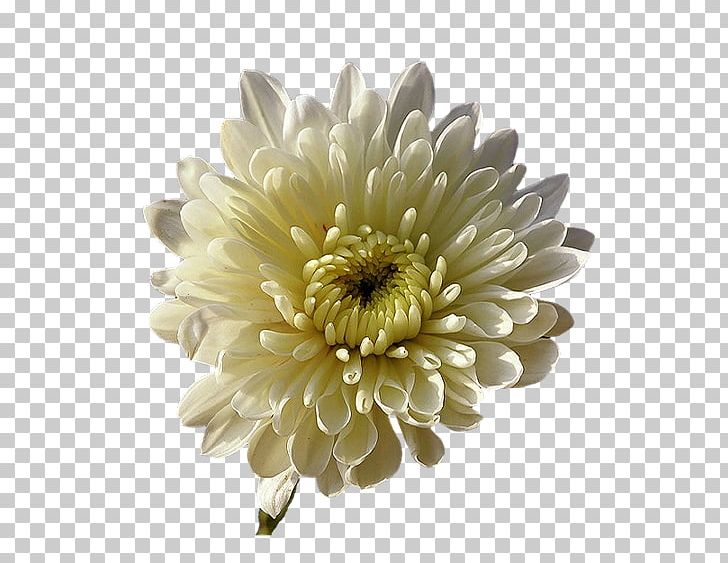 Chrysanthemum Transvaal Daisy Nursery Rhyme Cut Flowers Star PNG, Clipart, Astrophysics, Chrysanthemum, Chrysanths, Cut Flowers, Daisy Family Free PNG Download