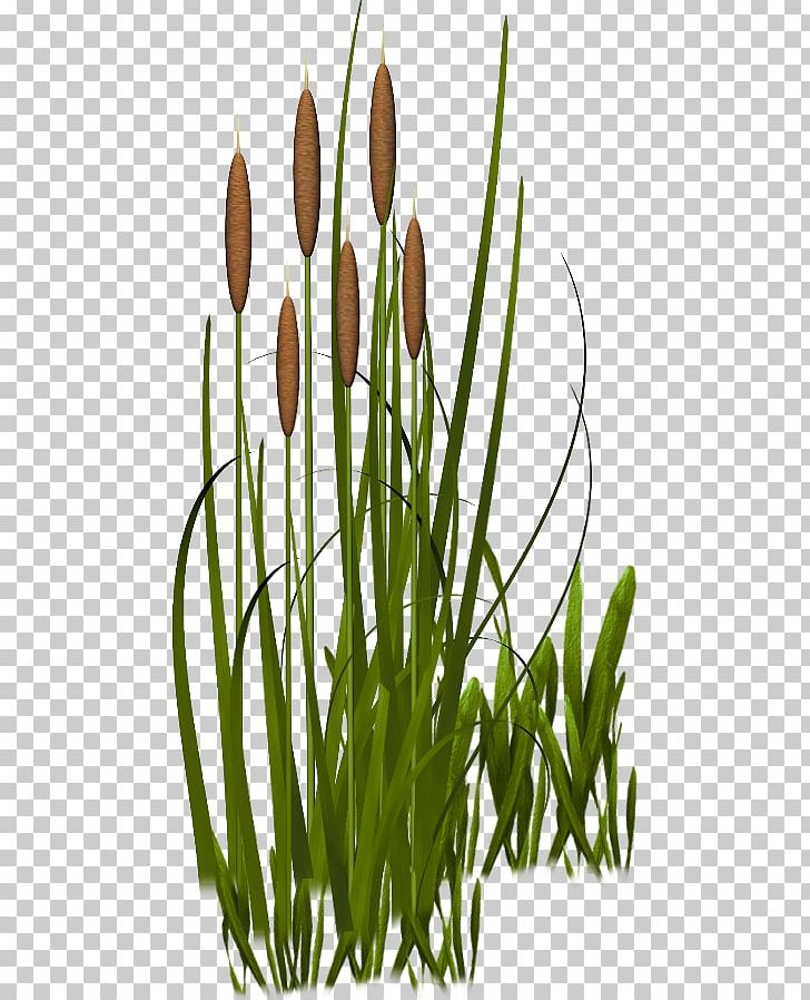 Grasses Plant Vegetation PNG, Clipart, Commodity, Computer Software, Data Compression, Flower, Flowering Plant Free PNG Download