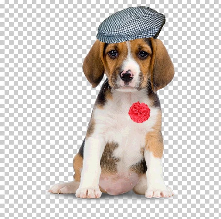 Puppy Golden Retriever Labrador Retriever Boston Terrier PNG, Clipart, Animals, Beagle, Carnivoran, Companion Dog, Desktop Wallpaper Free PNG Download