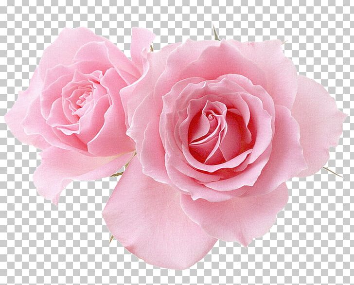 Wish Rose Greeting & Note Cards New Year Card PNG, Clipart, Artificial Flower, Blue Rose, Cut Flowers, Desktop Wallpaper, Floribunda Free PNG Download
