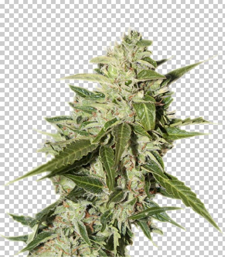 Cannabis Ruderalis Seed Bank Kush PNG, Clipart, Autoflowering Cannabis, Cannabis, Cannabis Cultivation, Cannabis Ruderalis, Cannabis Sativa Free PNG Download